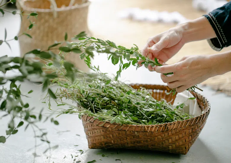 Mani che tengono ramo di erba aromatica essiccata dentro un cesto