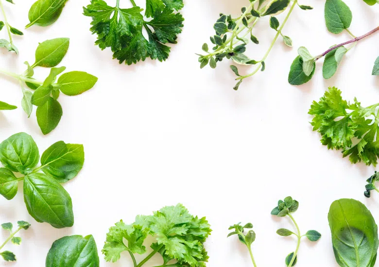 Foglie e rami di erbe aromatiche fresche sui lati di uno sfondo bianco