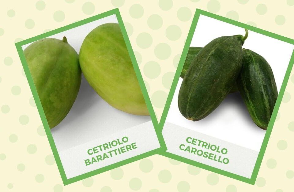 Due cornici con foto di cetriolo barattiere e carosello su sfondo verde a pois