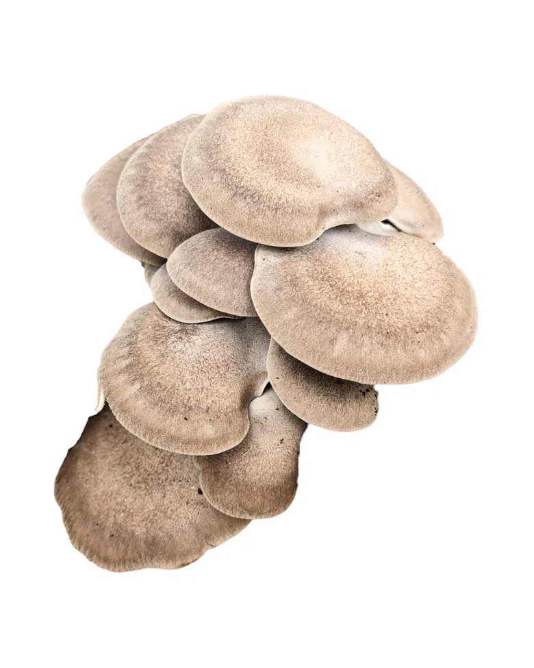 Funghi cardoncelli