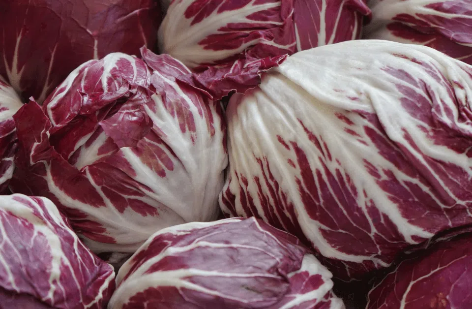 Particolare di diverse pianti di radicchio rosso tondo