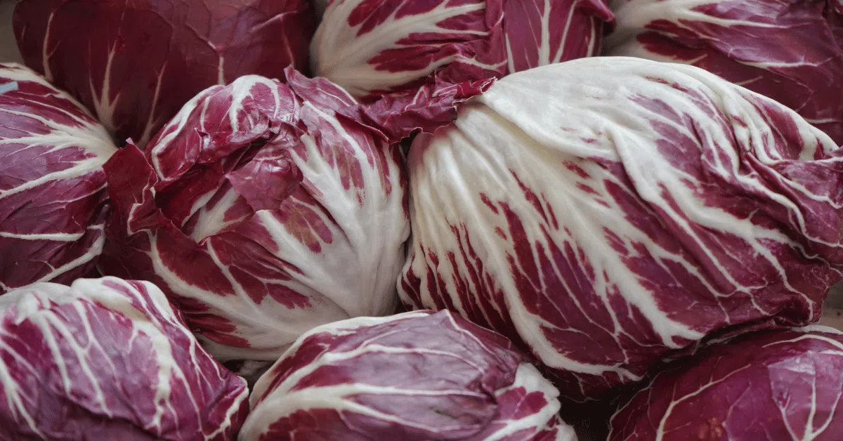 Particolare di diverse pianti di radicchio rosso tondo