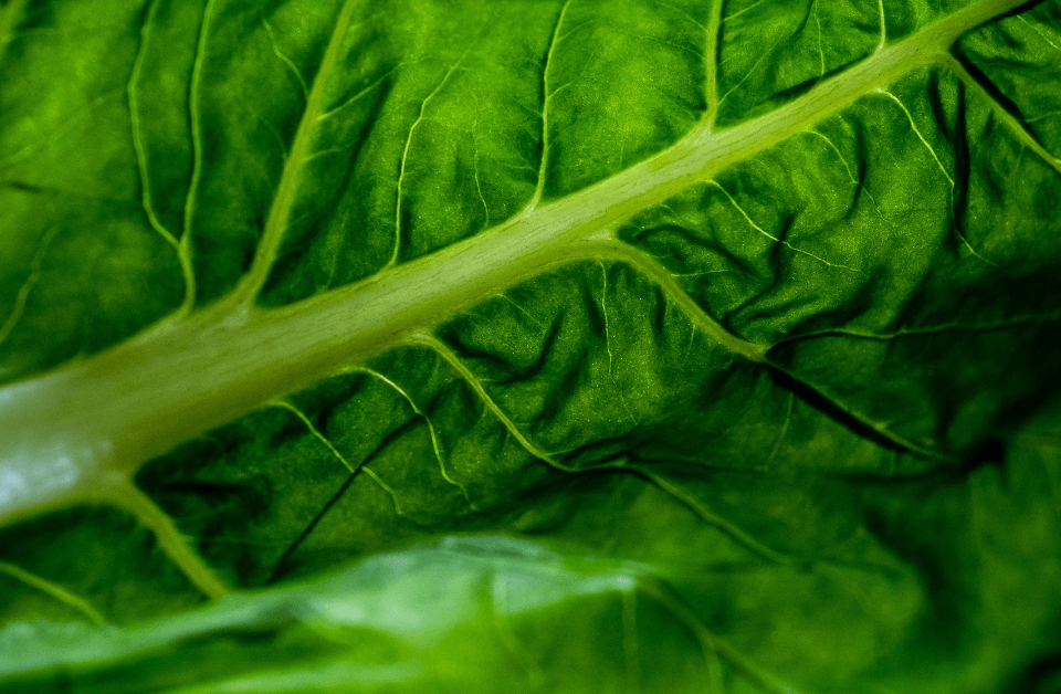 foglia di bieta verde