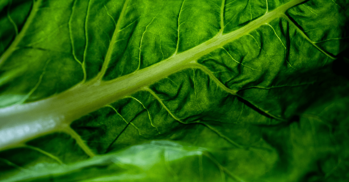 foglia di bieta verde